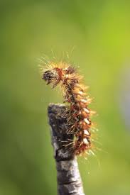 Attēlu rezultāti vaicājumam “Acronicta rumicis larva”