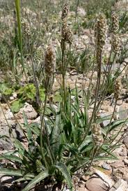 Attēlu rezultāti vaicājumam “Plantago uniflora”