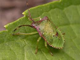 Attēlu rezultāti vaicājumam “Acanthosoma haemorrhoidale”