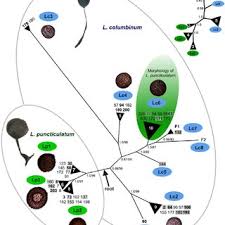 Attēlu rezultāti vaicājumam “Lamproderma columbinum young”