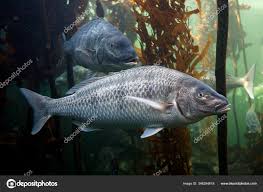 Image result for Lithognathus lithognathus