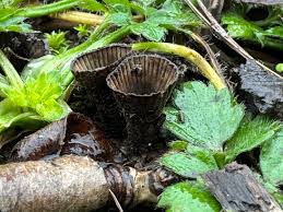 Attēlu rezultāti vaicājumam “Cyathus striatus”