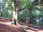 SJ8678 : Over Alderley - beech woods on Alderley Edge - via Daymix