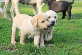 Afbeeldingsresultaat voor honden