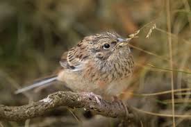 Image result for Emberiza cia