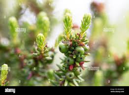 Attēlu rezultāti vaicājumam “Empetrum nigrum fruit”