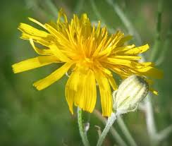 Attēlu rezultāti vaicājumam “Crepis tectorum flower”