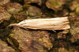 Attēlu rezultāti vaicājumam “Chrysoteuchia culmella”