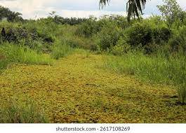 Attēlu rezultāti vaicājumam “Sphagnum cuspidatum”