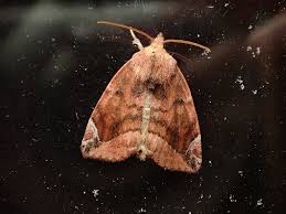 Attēlu rezultāti vaicājumam “Cosmia pyralina”