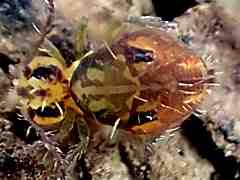 Attēlu rezultāti vaicājumam “Ptenothrix sp.”