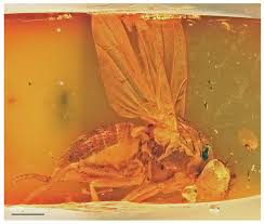 Attēlu rezultāti vaicājumam “Aphodius subterraneus imago”