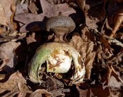 Attēlu rezultāti vaicājumam “Geastrum pectinatum”