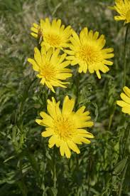 Attēlu rezultāti vaicājumam “Tragopogon pratensis subsp. pratensis leaf”