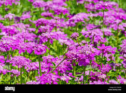 Image result for Schleifenblume