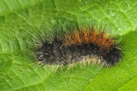 Attēlu rezultāti vaicājumam “Parasemia plantaginis”