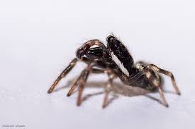 Attēlu rezultāti vaicājumam “Salticus sp.”