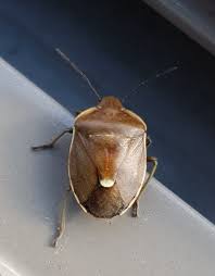 Attēlu rezultāti vaicājumam “Chlorochroa juniperina imago”