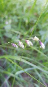 Attēlu rezultāti vaicājumam “Melica nutans flower”