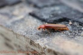 Attēlu rezultāti vaicājumam “Hylecoetus dermestoides”