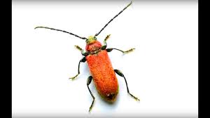 Attēlu rezultāti vaicājumam “Criocephalus rusticus”