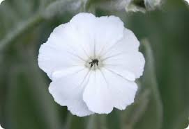 Image result for Lychnis coronaria alba