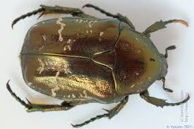 Attēlu rezultāti vaicājumam “Potosia cuprea imago”