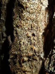 Attēlu rezultāti vaicājumam “Arthonia vinosa”