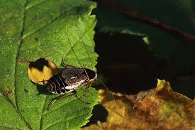 Attēlu rezultāti vaicājumam “Ectobius sylvestris female”