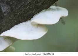 Attēlu rezultāti vaicājumam “Postia stiptica”