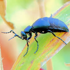 Attēlu rezultāti vaicājumam “Meloe sp.”