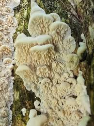 Attēlu rezultāti vaicājumam “Plicatura nivea”