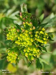 Attēlu rezultāti vaicājumam “Barbarea vulgaris subsp. arcuata”