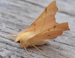 Attēlu rezultāti vaicājumam “Ennomos erosaria”