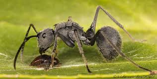 Attēlu rezultāti vaicājumam “Formicidae”