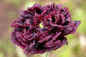 Image result for Papaver somniferum Black
