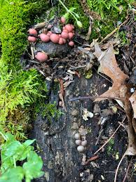Attēlu rezultāti vaicājumam “Lycogala cf. fossiculatum young”