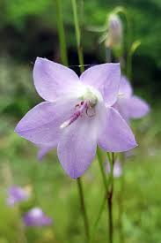 Attēlu rezultāti vaicājumam “Campanula rotundifolia”
