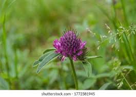 Attēlu rezultāti vaicājumam “Trifolium alpestre”