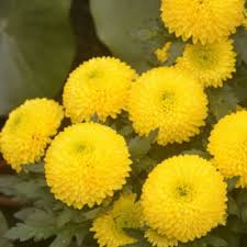 Image result for Dahlia x pinnata `Pompon Lilliput`