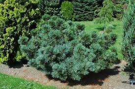 Attēlu rezultāti vaicājumam “Pinus pumila”