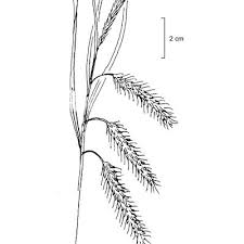 Attēlu rezultāti vaicājumam “Carex pseudocyperus fruit”