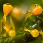 Attēlu rezultāti vaicājumam “Craterium sp.”