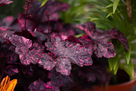 Image result for Heuchera `Midnight Rose`