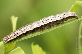 Attēlu rezultāti vaicājumam “Lygephila pastinum”