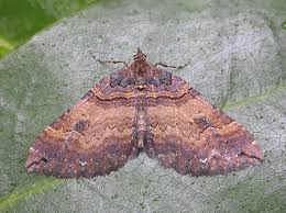 Attēlu rezultāti vaicājumam “Earophila badiata”