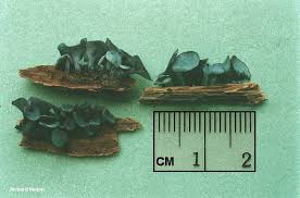 Attēlu rezultāti vaicājumam “Chlorociboria aeruginascens”