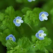 Attēlu rezultāti vaicājumam “Veronica persica leaf”