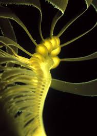 Attēlu rezultāti vaicājumam “Physarum obscurum macro”