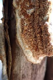 Attēlu rezultāti vaicājumam “Ceriporiopsis resinascens”